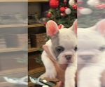 Small Photo #8 French Bulldog Puppy For Sale in OAKDALE, CA, USA