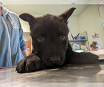 Small Gerberian Shepsky