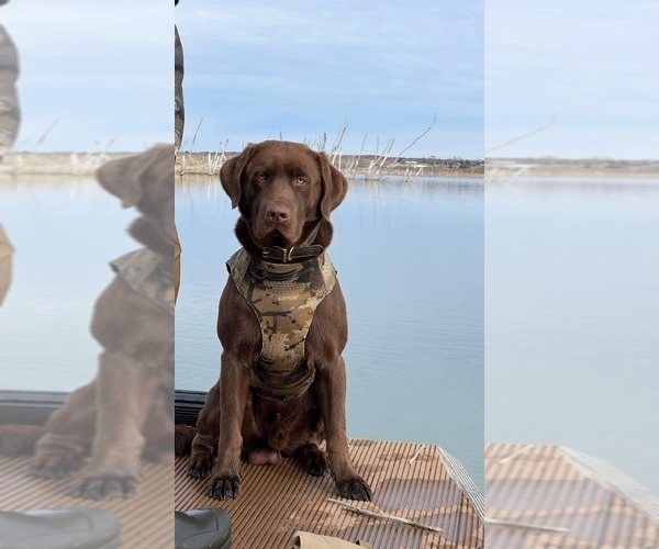 Medium Photo #1 Labrador Retriever Puppy For Sale in LYNN HAVEN, FL, USA