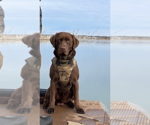Father of the Labrador Retriever puppies born on 07/06/2025