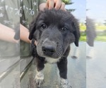 Puppy Red Female Anatolian Shepherd-Maremma Sheepdog Mix