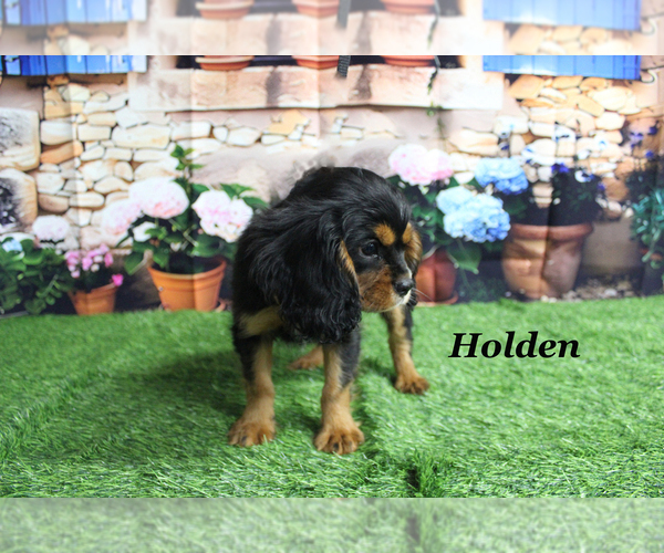Medium Photo #25 Cavalier King Charles Spaniel Puppy For Sale in CHANUTE, KS, USA