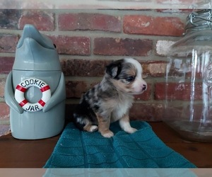 Miniature Australian Shepherd Puppy for sale in NASHVILLE, IN, USA