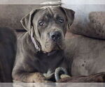Image preview for Ad Listing. Nickname: Taro