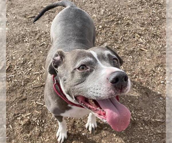Medium Photo #1 American Pit Bull Terrier-Unknown Mix Puppy For Sale in Denver, CO, USA