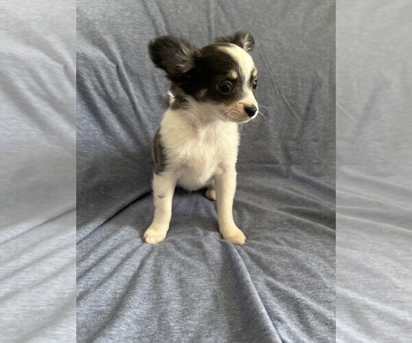 Medium Photo #4 Chiranian Puppy For Sale in Grafton, WI, USA