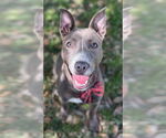 Small American Pit Bull Terrier Mix