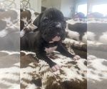 Puppy 1 Boxer