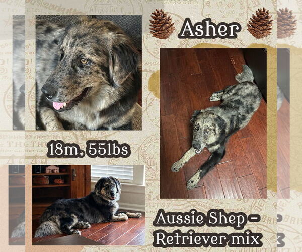 Medium Photo #4 Australian Shepherd Puppy For Sale in Dallas, TX, USA