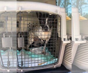 Spotty - Male Mutt Dog for Adoption - Photo #28