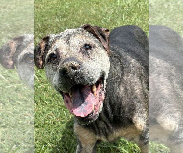 Medium Photo #2 Mutt Puppy For Sale in Virginia Beach, VA, USA