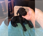 Small Photo #26 Great Dane Puppy For Sale in MINERAL WELLS, TX, USA