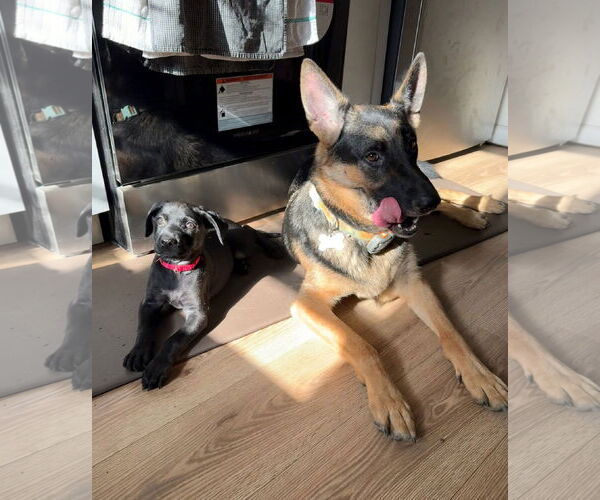 Medium Photo #3 Mutt Puppy For Sale in Philadelphia, PA, USA