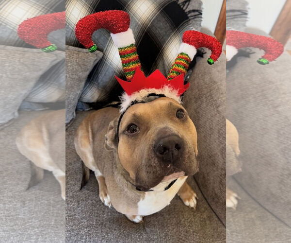 Medium Photo #1 Staffordshire Bull Terrier-Unknown Mix Puppy For Sale in Germantown, OH, USA