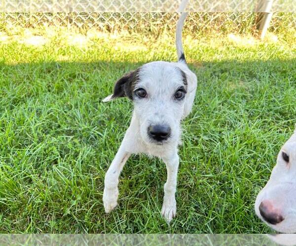 Medium Photo #2 Mutt Puppy For Sale in Plainfield, IL, USA