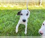 Small #1 Mutt