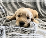 Small Photo #1 Golden Retriever Puppy For Sale in BOSTON, KY, USA