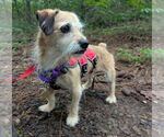 Small #1 Mutt