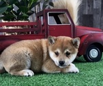 Small #4 Shiba Inu