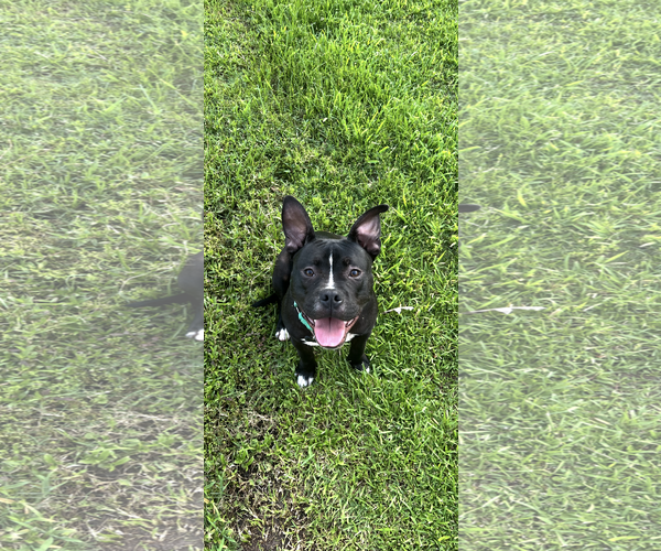 Medium Photo #1 Mutt Puppy For Sale in The Woodlands, TX, USA