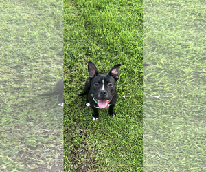 Mutt Dogs for adoption in The Woodlands, TX, USA