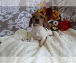 Small #8 Dachshund