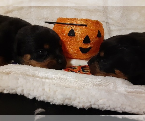 Medium Photo #5 Rottweiler Puppy For Sale in VANCOUVER, WA, USA