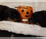 Small Photo #5 Rottweiler Puppy For Sale in VANCOUVER, WA, USA