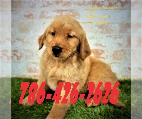 Medium Photo #1 Golden Retriever Puppy For Sale in MIAMI, FL, USA