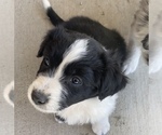 Small Photo #1 Border-Aussie Puppy For Sale in PUEBLO, CO, USA