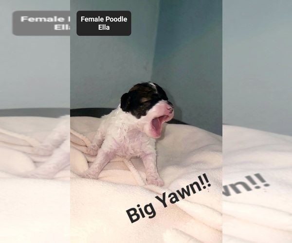 Medium Photo #2 Poodle (Toy) Puppy For Sale in TUCSON, AZ, USA