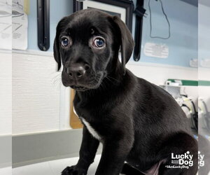 Labrador Retriever-Unknown Mix Dogs for adoption in Washington, DC, USA