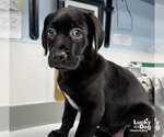 Small Labrador Retriever Mix