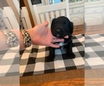 Small Photo #11 F2 Aussiedoodle Puppy For Sale in ELIZABETHTON, TN, USA