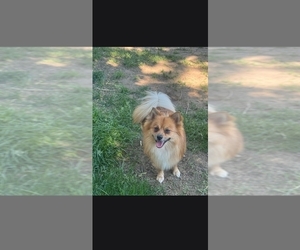 Father of the Maltipom puppies born on 06/01/2026