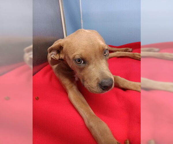 Medium Photo #1 Mutt Puppy For Sale in San Bernardino, CA, USA