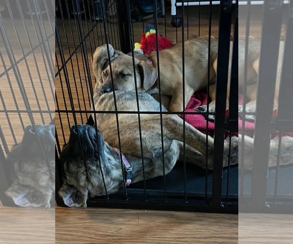 Medium Photo #4 Mutt Puppy For Sale in Uwchlan, PA, USA