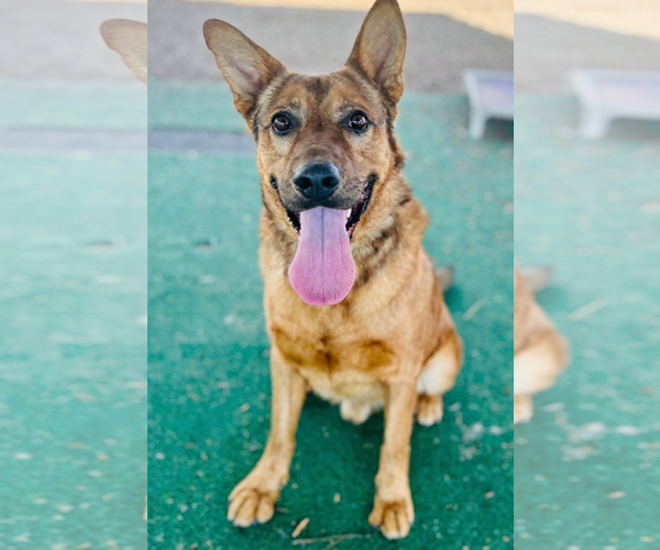 Medium Photo #1 Mutt Puppy For Sale in Clarkesville, GA, USA