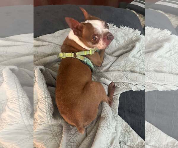 Medium Photo #1 Boston Terrier Puppy For Sale in Palatka, FL, USA
