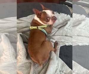 Medium Boston Terrier