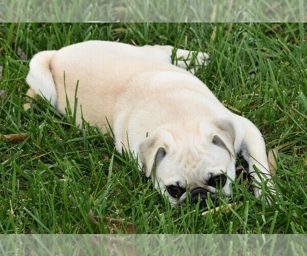 Medium Photo #9 Pug Puppy For Sale in HARTLY, DE, USA