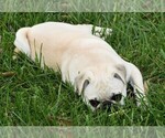 Small Photo #9 Pug Puppy For Sale in HARTLY, DE, USA