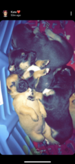 Labrador Retriever-Siberian Husky Mix Dogs for adoption in LAND O LAKES, FL, USA