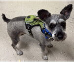 Small Mutt