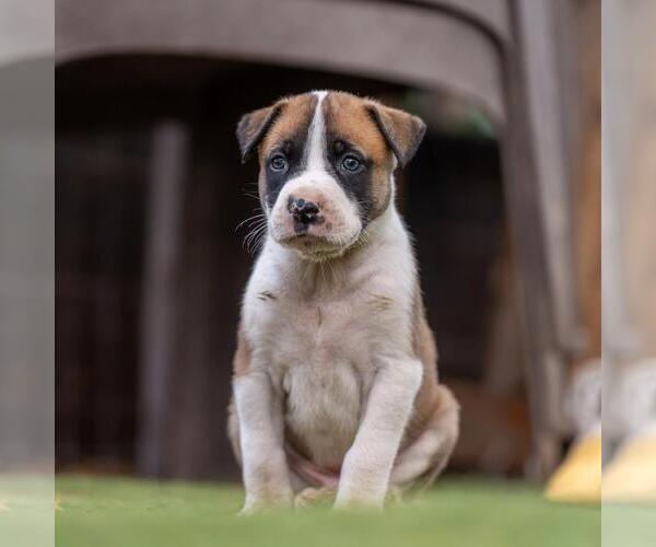 Medium Photo #2 Boxer-Unknown Mix Puppy For Sale in San Diego, CA, USA
