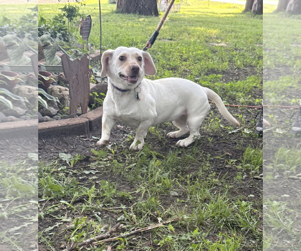 Medium Photo #2 Bassetdor Puppy For Sale in Brooklyn Center, MN, USA