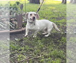 Small #1 Bassetdor