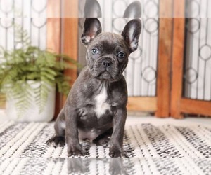 Faux Frenchbo Bulldog Puppy for sale in NAPLES, FL, USA
