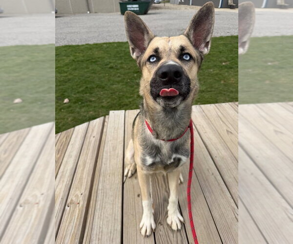 Medium Photo #4 Gerberian Shepsky Puppy For Sale in Pierceton , IN, USA