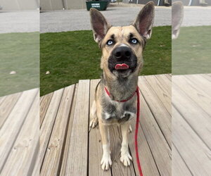 Kingston - Male Gerberian Shepsky Dog for Adoption - Photo #4